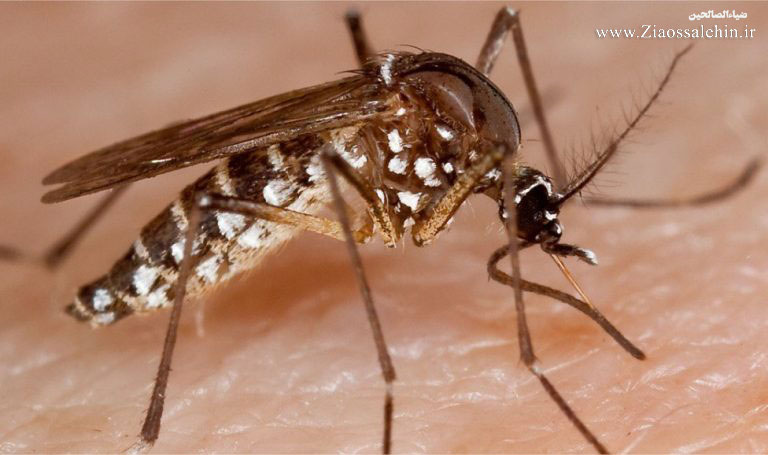 بیماری‌های رایج د رمناطق سیل‌زده که حشرات موذی ناقل آن‌ها هستند