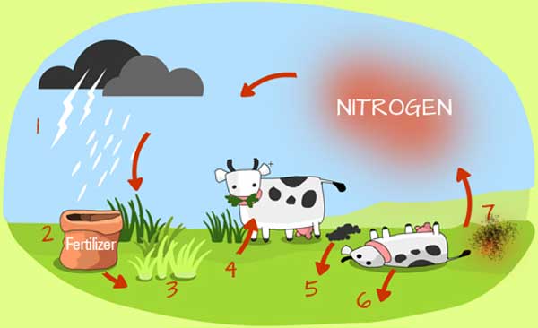 نیتروژن : زنگ خطری برای محیط زیست