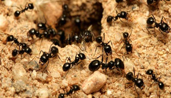 دفع حشرات موذی - دعا برای دفع مورچه