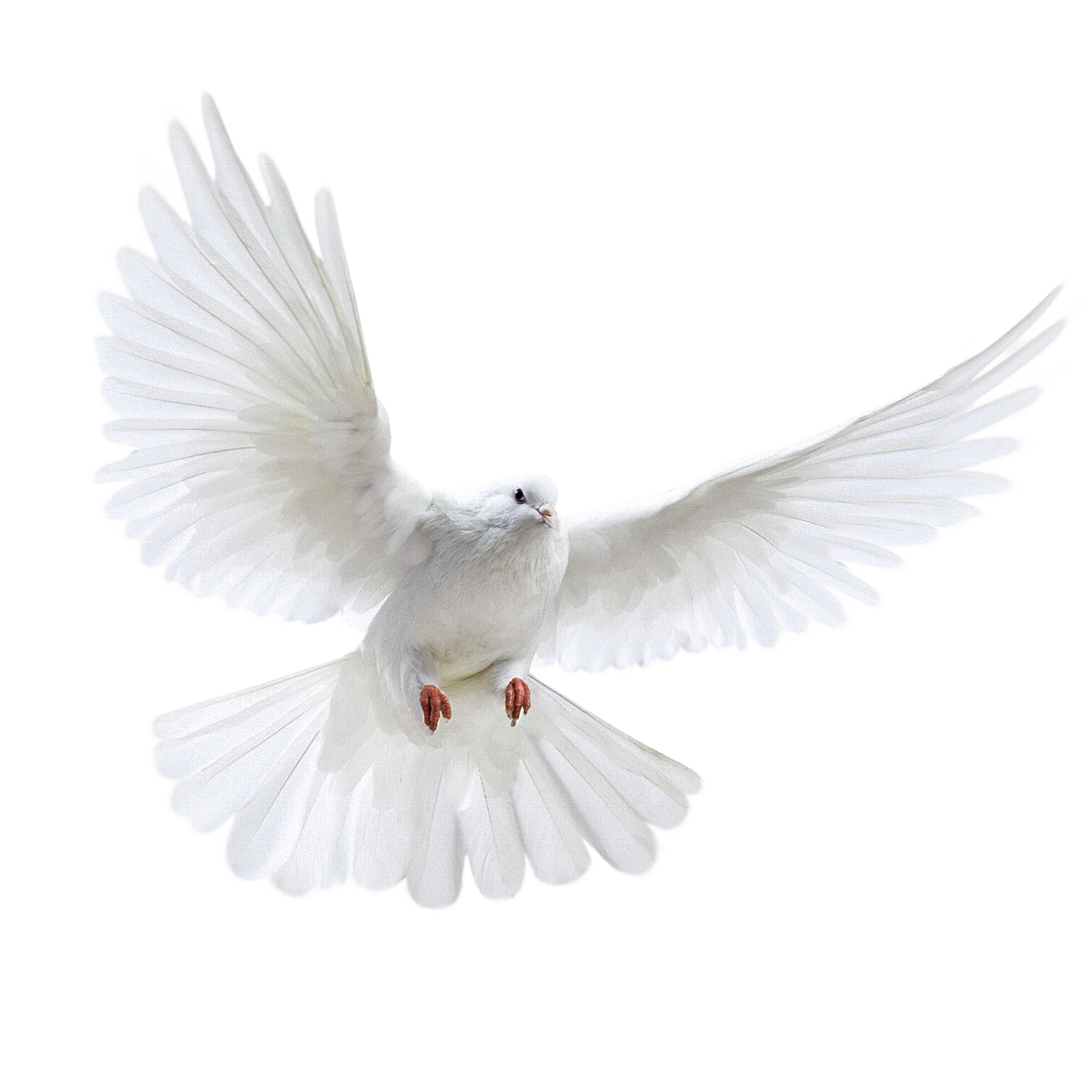 عکس کبوتر png