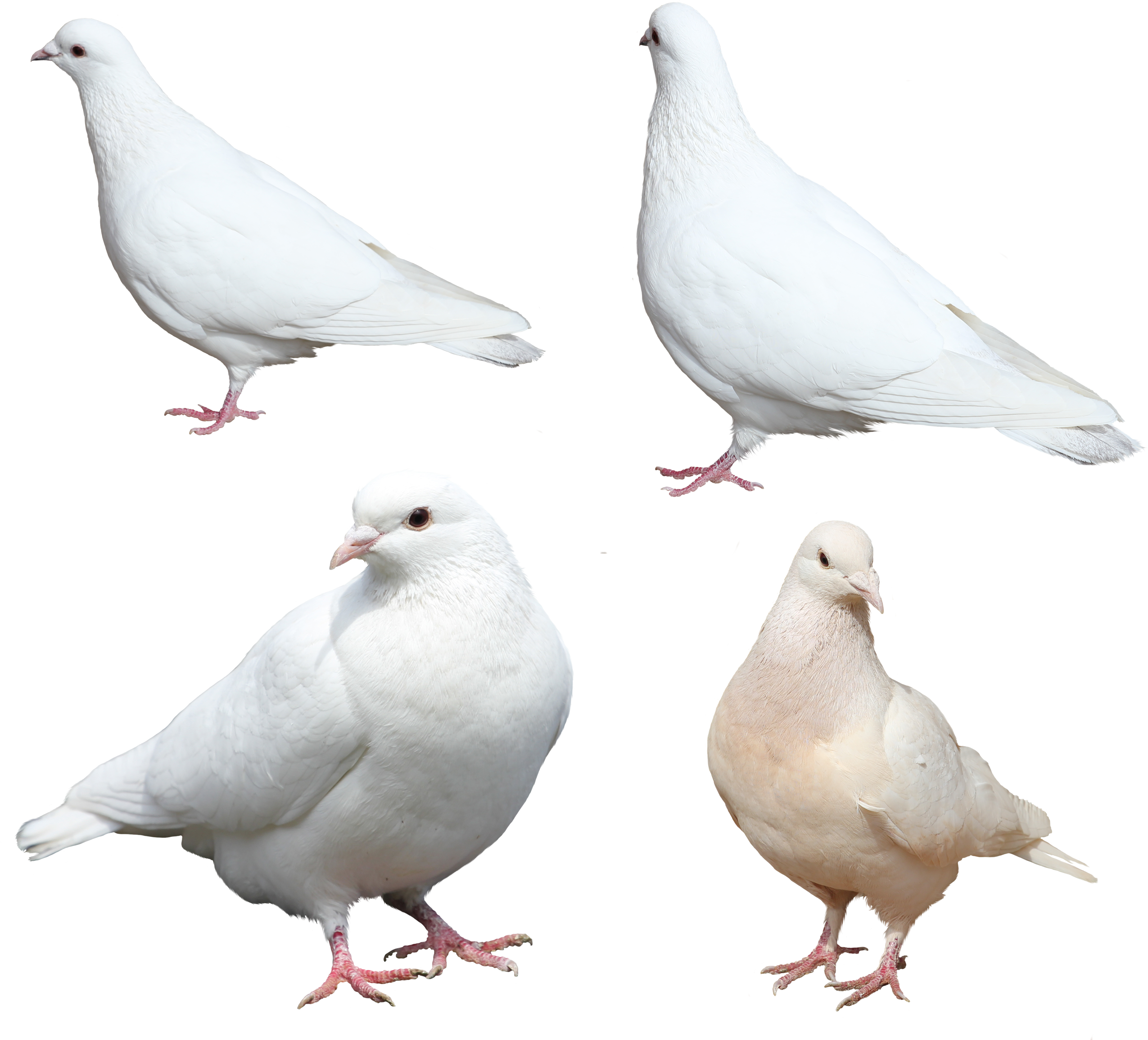 عکس کبوتر png