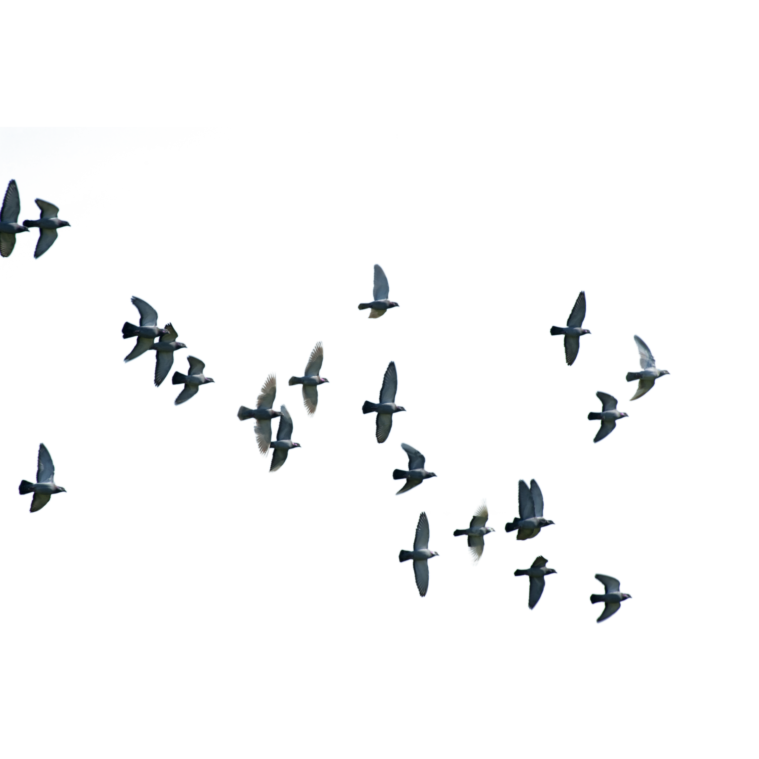 وکتور کبوتر png