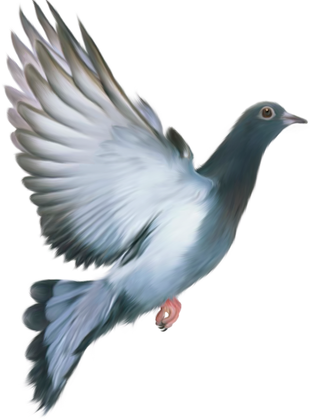 دانلود کبوتر png