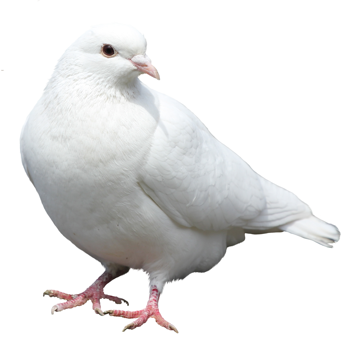 تصویر کبوتر png رایگان - 4