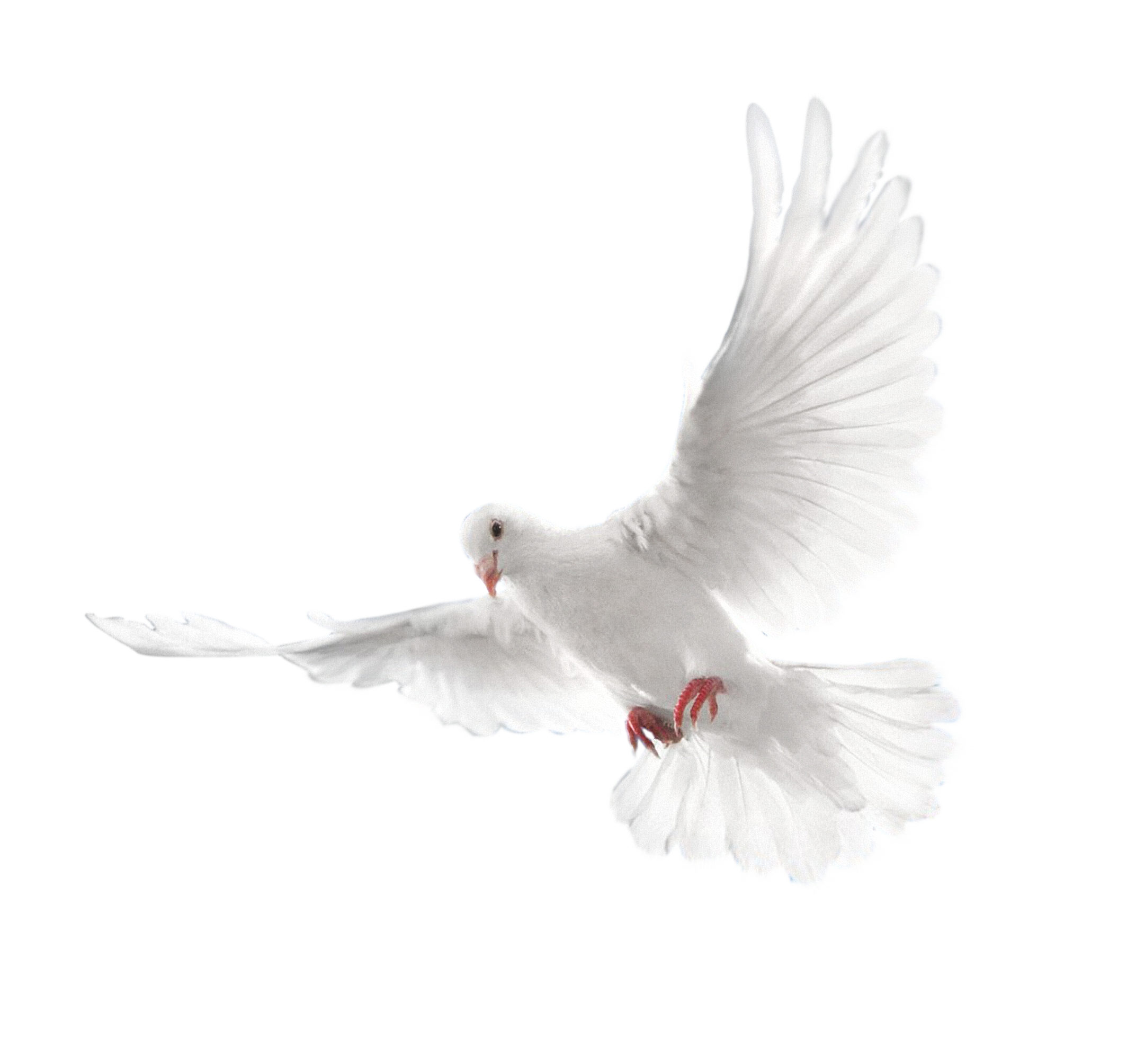 دانلود کبوتر png