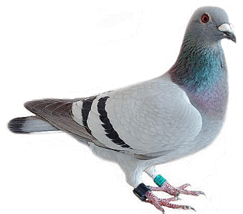 عکس کبوتر png