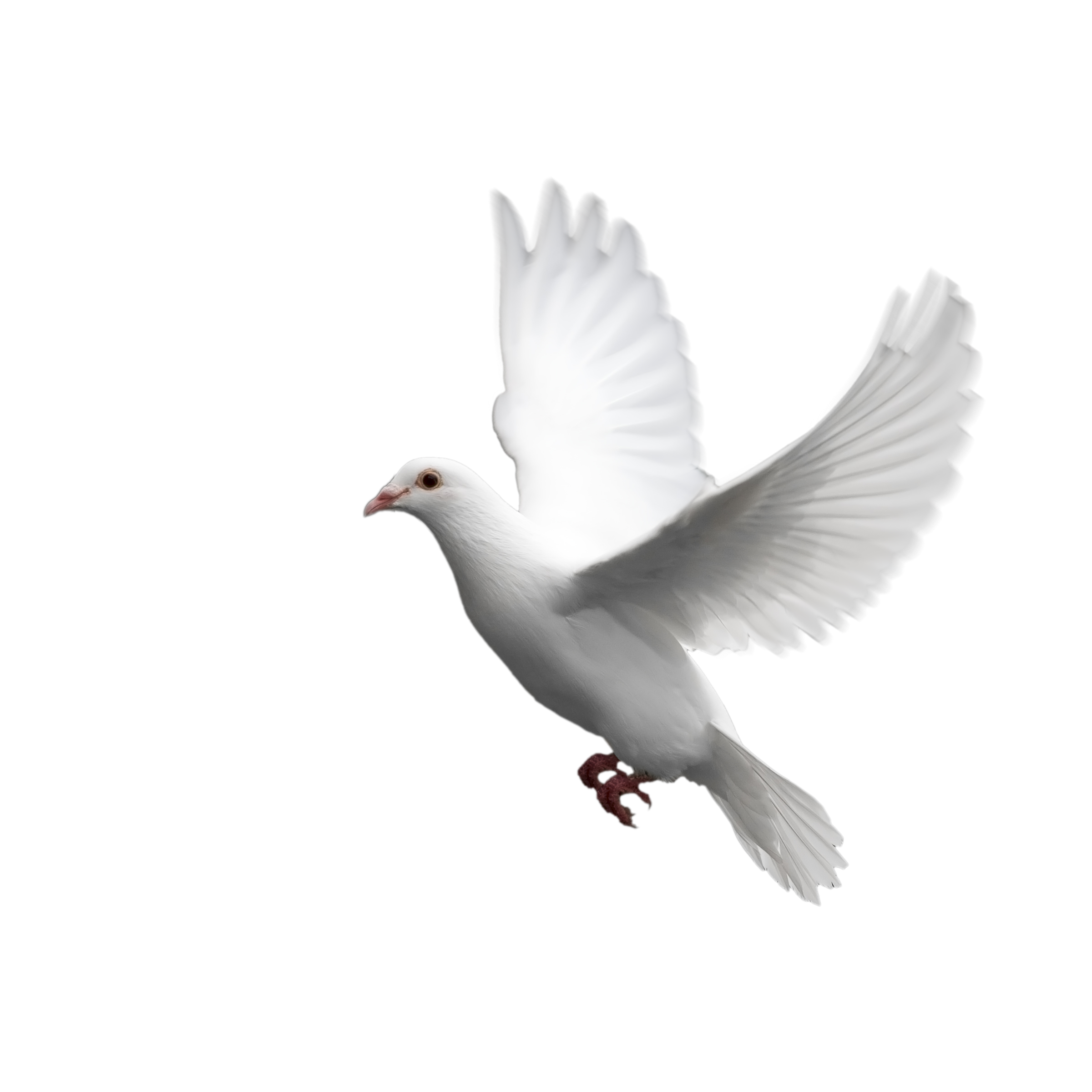 تصویر کبوتر png رایگان