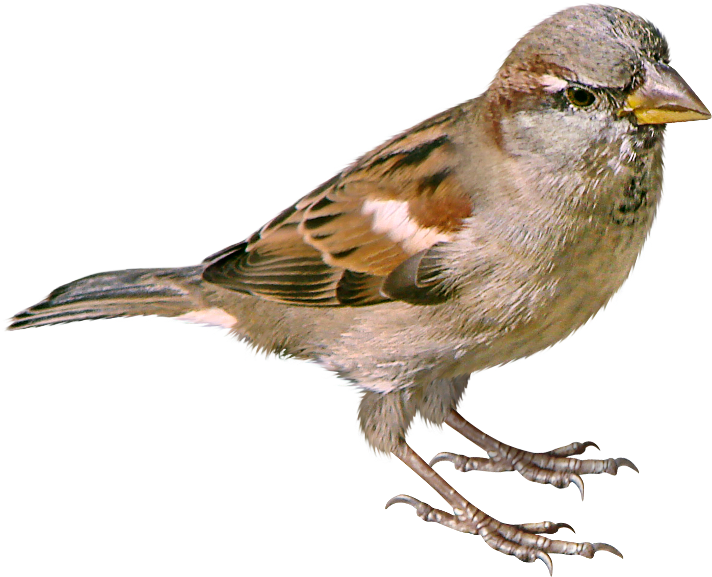 تصویر گنجشک png