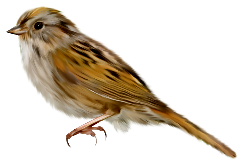 تصویر گنجشک png
