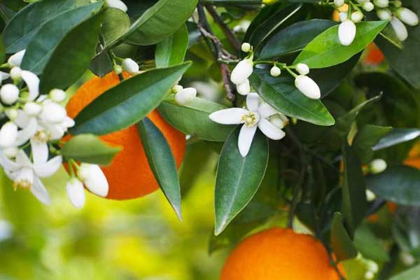 چند نکته مهم برای کاهش مضرات نارنج