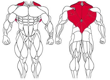 آموزش حرکات بدنسازی با تصاویر متحرک - نقشه عضلات بدن , عضلات زیر بغل و کمر (Back)