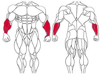 آموزش حرکات بدنسازی با تصاویر متحرک - نقشه عضلات بدن , عضلات ساعد دست (Forearms)