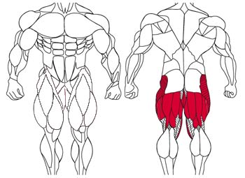 آموزش حرکات بدنسازی با تصاویر متحرک - نقشه عضلات بدن , عضلات پشت ران (Hamstrings)