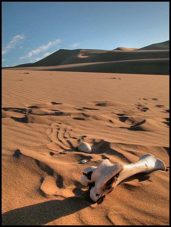 بیابان گبی [The Gobi Desert]