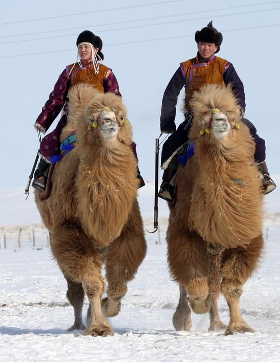 بیابان گبی [The Gobi Desert]