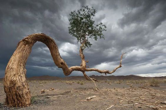 بیابان گبی [The Gobi Desert]