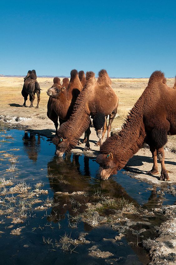 بیابان گبی [The Gobi Desert]