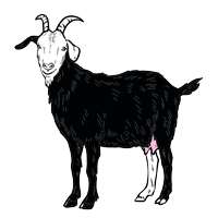 متولدین سال&nbsp; بز