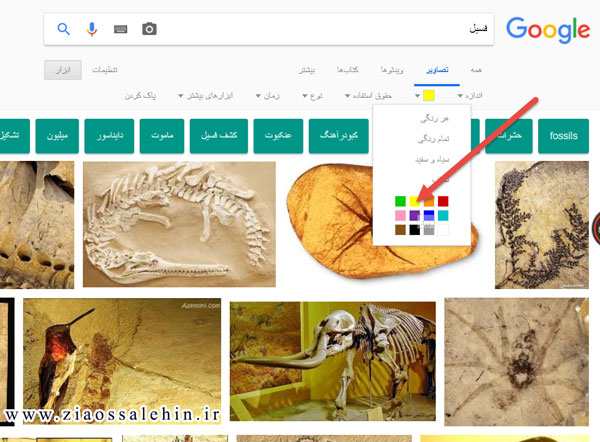 ﻓﺴﻴﻞ ﻓﺴﻴﻞ