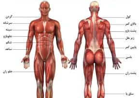 آموزش حرکات بدنسازی با تصاویر - نقشه عضلات بدن