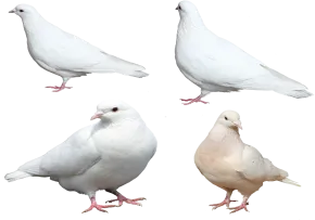 عکس کبوتر png
