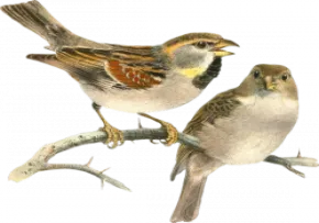 تصویر گنجشک png