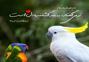 گفتار نرم