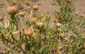 اسپند اسپند