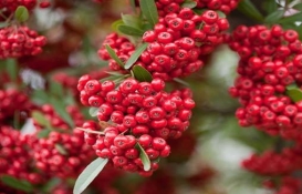 خواص و مضرات شیرخشت خواص و مضرات شیرخشت