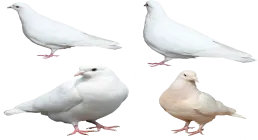 عکس کبوتر png