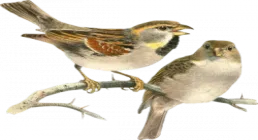 تصویر گنجشک png