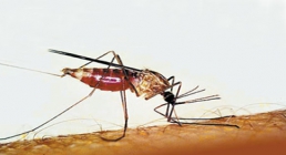 پشه آنوفل (عامل بیماری مالاریا)
