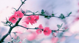 تصاویر طبیعت برای تقویم (فصل بهار) تصاویر طبیعت برای تقویم (فصل بهار) , تقویم, طراحی تقویم, تصاویر بهار برای تقویم