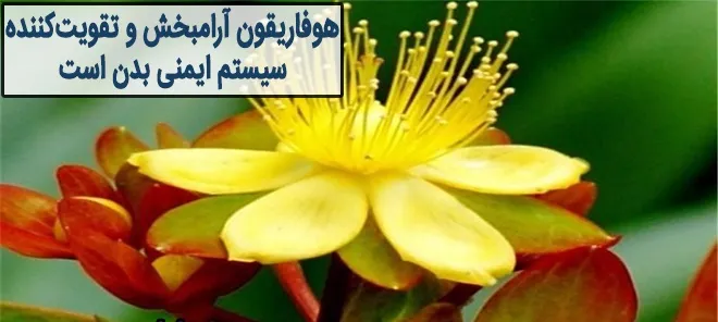 هوفاریقون آرامبخش و تقویتکننده سیستم ایمنی بدن است